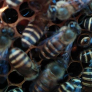 蜜蜂分蜂后怎么收回来？