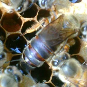 空蜂箱怎么引来野生蜜蜂？