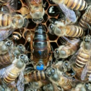 新收蜂群没有蜂王怎么办？