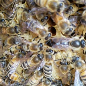 养中蜂还是养意蜂好？