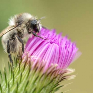 蜜蜂是怎样采蜜的？