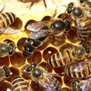 蜂群失王有哪些表现？