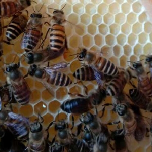 怎么从蜂群中找到蜂王？