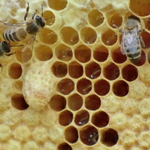 急造王台蜂王能繁殖吗？