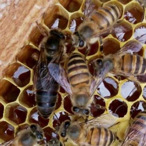 蜂王(蜂后)靠什么控制蜂群？