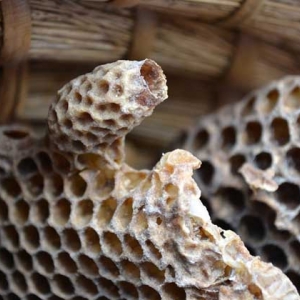 如何能让蜜蜂急造王台？