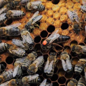 蜜蜂是怎么选蜂王的？