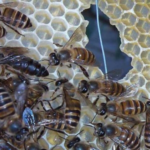 100只工蜂能养活蜂王吗？