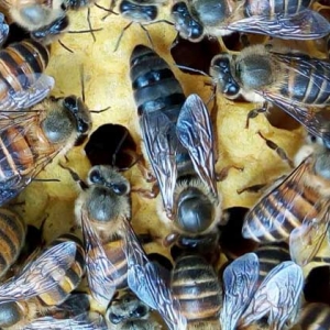 没有蜂王怎么养好蜜蜂？