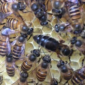 养蜂怎样人工育王最简单？