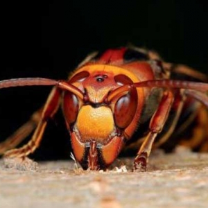 拟大虎头蜂的毒性大吗？