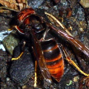 黄脚虎头蜂的毒性强吗？