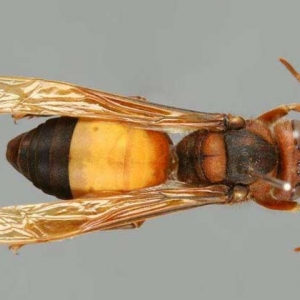 黑尾虎头蜂的毒性强吗？