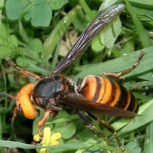 中国大虎头蜂的毒性强吗？