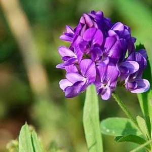紫花苜蓿什么时候开花？