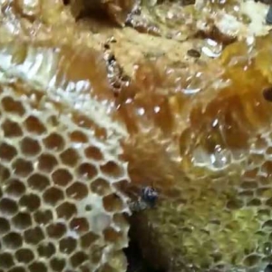 真正土蜂蜜多少钱一斤？