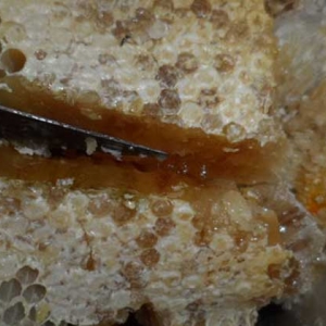 吃土蜂蜜的禁忌及正确吃法