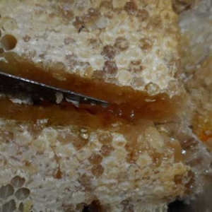 土蜂蜜为什么比意蜂蜜贵？