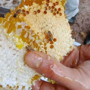 土蜂蜜为什么会结晶？