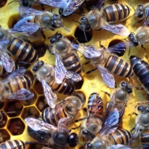 怎样诱蜂？怎么引来蜜蜂自己养殖？