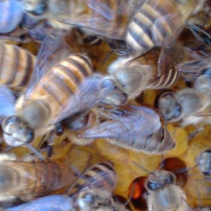 新手养蜜蜂春繁主要病虫害防治技术？