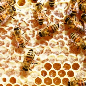 买蜂蜜选哪种比较好？最好的蜂蜜是什么蜜？