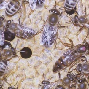 什么是黑蜂?黑蜂蜜与普通蜂蜜区别?黑蜂蜜的作用与功效?