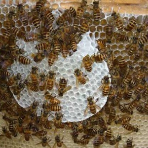 新手养蜂要掌握哪些技术?有哪些禁忌？