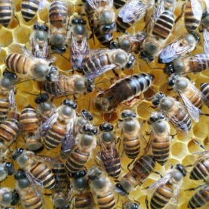蜜蜂如何确定春繁时间？气候变化与蜜源植物最重要