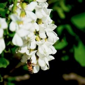 什么是洋槐蜜（槐花蜜）？洋槐蜂蜜的作用与功效介绍