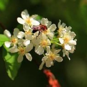 什么是椴树蜜？椴树蜂蜜的作用与功效介绍