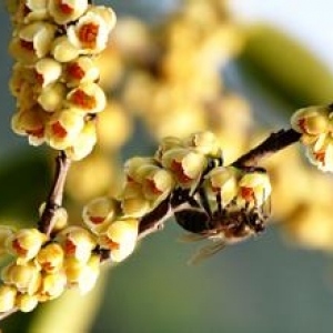 什么是野桂花蜂蜜？野桂花蜜的作用与功效介绍