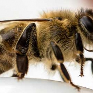 蜂蜜网：蜜蜂是昆虫类还是动物类？