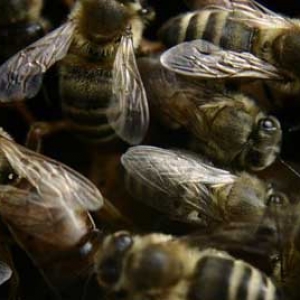 什么是蜂群？蜂群是由哪些成员构成的？
