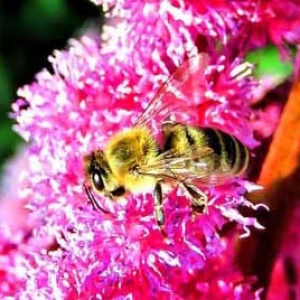 蜜蜂是不是都能采花酿蜜？