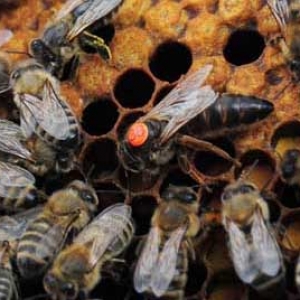 蜂群中的蜜蜂是怎样分工的？