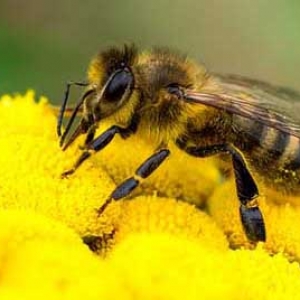 蜜蜂最喜欢什么颜色的花？