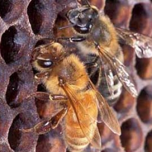 蜜蜂是用什么修筑蜂巢的？