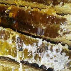 蜂蜜是怎么生产出来的？
