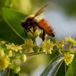 什么是枣花蜜（枣树花蜂蜜）？枣树花蜜的作用与功效介绍