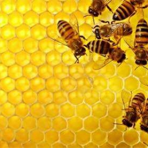 蜜蜂是如何酿造蜂蜜的？蜜蜂采蜂蜜时如何寻找蜜源？
