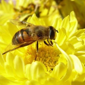 蜜蜂是如何酿造蜂蜜的？蜜蜂采蜜和酿蜜的过程