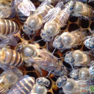 养蜂人为什么要蜜蜂合群？蜜蜂晚上合群打架吗？