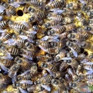 养蜂人分享：中蜂怎样合群才不会围王？