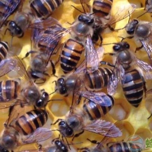 养蜂人分享：蜜蜂合群方法和最佳时间