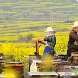 甘肃省的主要蜜源植物和花期介绍？养蜂怎么补贴？
