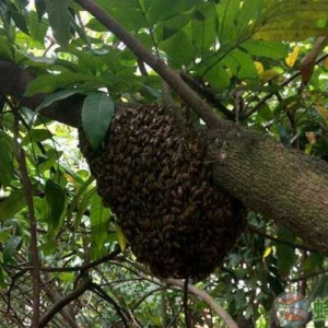 学会这几招最简单找山蜜蜂方法,野生蜜蜂窝一找一个准！