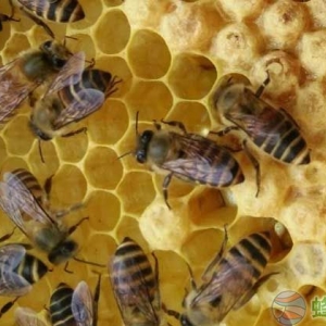 养蜂人怎么防止自然分蜂？自然分蜂怎么处理