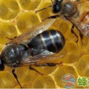 无刺蜂疗有什么作用？无刺蜂蜜的治疗作用？