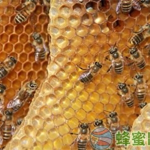 土蜂蜜的价格多少钱一斤？真正的土蜂蜜什么样子？